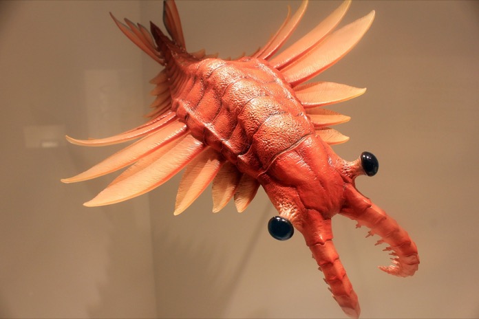 anomalocaris-projectbebest