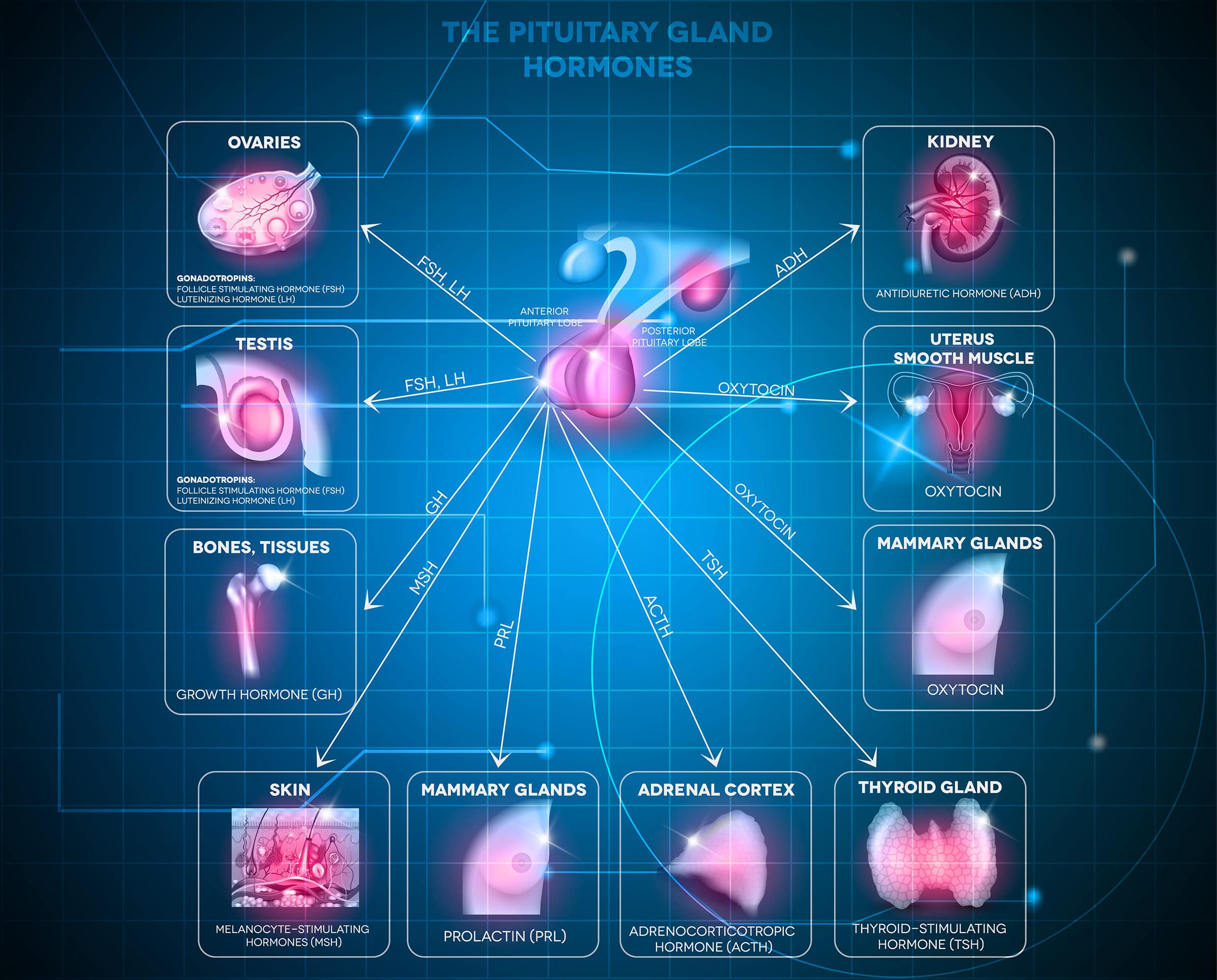 Pituitary gland secreted hormones and influenced organs in the body abstract blue technology background