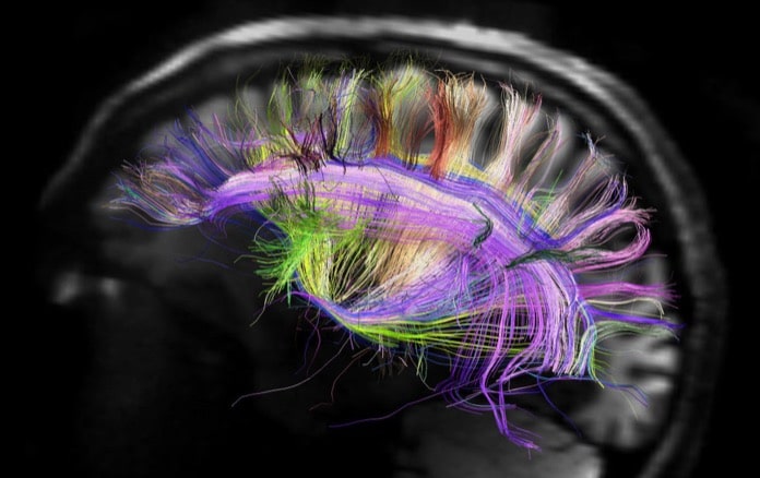 Brain Pathways