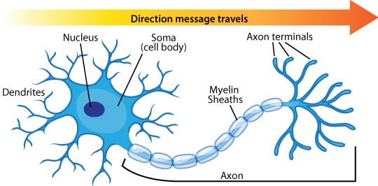 Neuron Anatomy