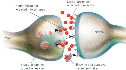 Neuron Synapse